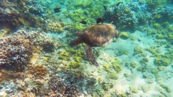 Green Sea Turtle Coral Reef Tropical Ocean Close Turtle Slowly — Stock Video