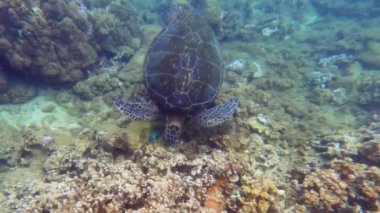 Okyanus tabanından beslenen yeşil deniz kaplumbağası.