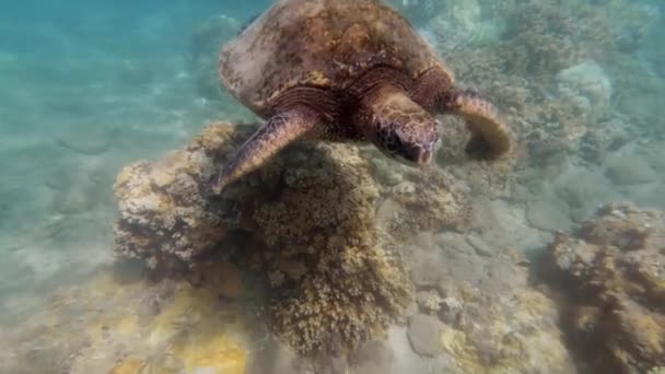 Tortue Marine Verte Dessus Récif Corallien Dans Océan Tropical Gros — Video