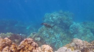 Mavi Pasifik Okyanusu 'ndaki sualtı yaşamının tropikal mercan resifleri üzerindeki kaplumbağa. 