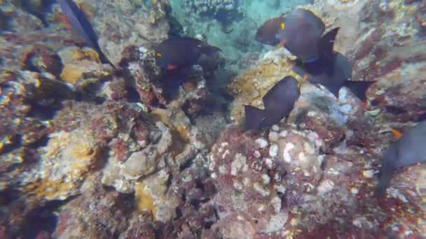 Тропические Коралловые Рифы Подводной Жизни Красочными Рыбами Голубом Тихом Океане — стоковое видео