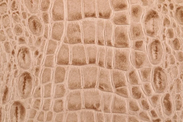 Textura da pele de crocodilo bege — Fotografia de Stock