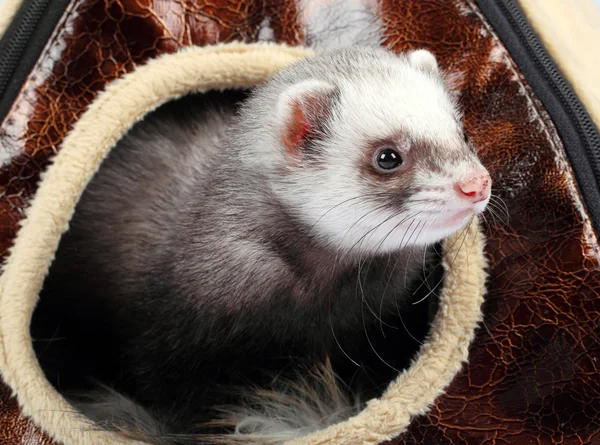 Ferret in the house — Stock Photo, Image