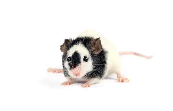 Šedá myš izolovaná na bílém pozadí — Stock fotografie
