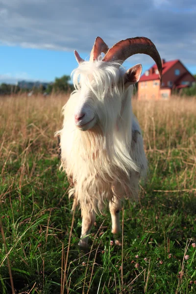 Chèvre sur la prairie verte — Photo