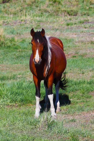 Yeşil çayır üzerinde kırmızı at — Stok fotoğraf