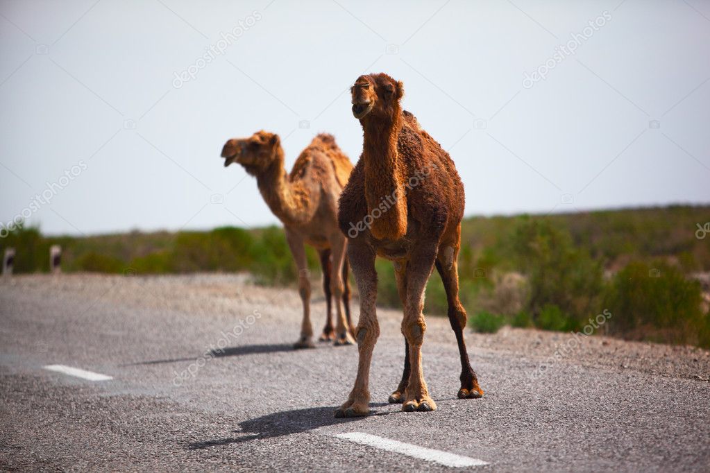 One-humped camels on the road