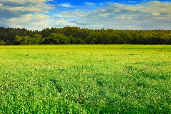 Groene weide, bos en blauwe hemel — Stockfoto