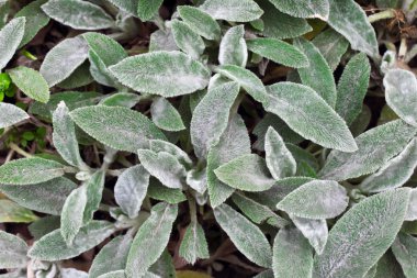 stachys arka planda kalıyor.