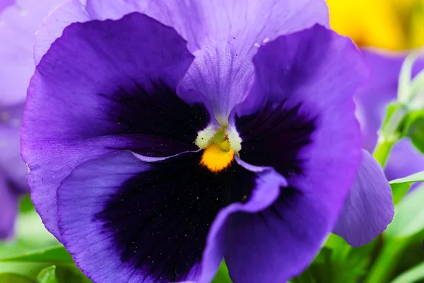 Blue heartsease, close-up — Stock Photo, Image