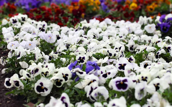 Heartsease, jardín de flores — Foto de Stock