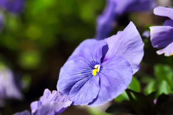 Coração azul, close-up — Fotografia de Stock