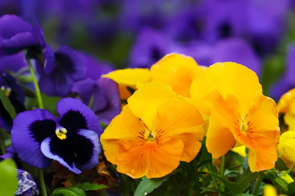 Blue and yellow heartsease, close-up — Stock Photo, Image