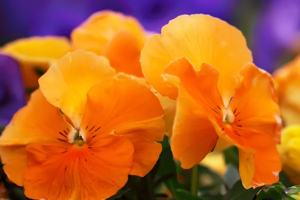 Červená žlutá maceška, květinová zahrada - close-up — Stock fotografie