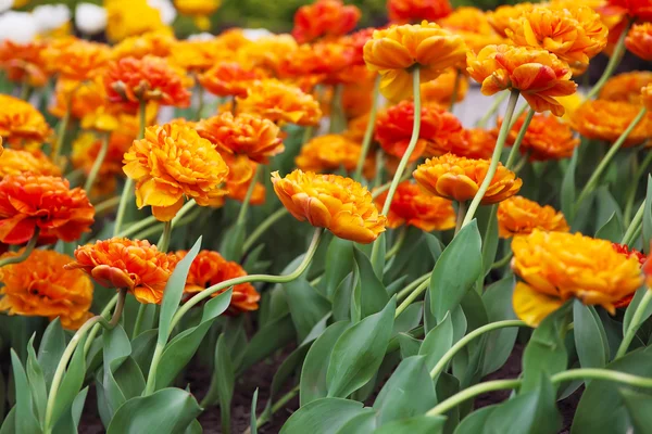 Red-yellow double tulips — Stock Photo, Image