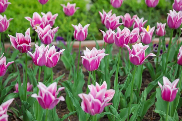 Purple tulips — Stock Photo, Image