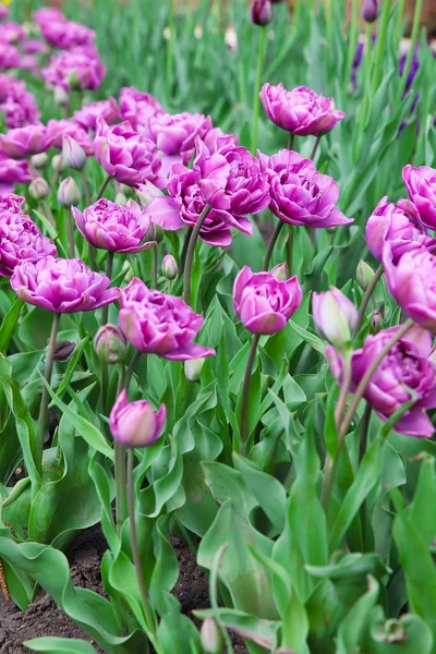 Purple tulips — Stock Photo, Image