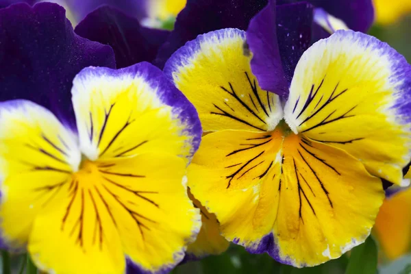 Yellow-blue heartsease, close-up — Stock Photo, Image