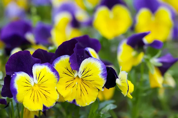 Yellow-blue heartsease — Stock Photo, Image