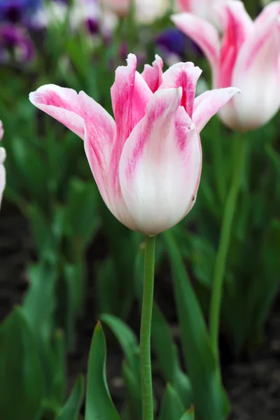 Holland Chic tulipanes — Foto de Stock