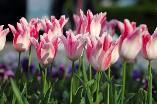 Holandsko elegantní tulipány — Stock fotografie