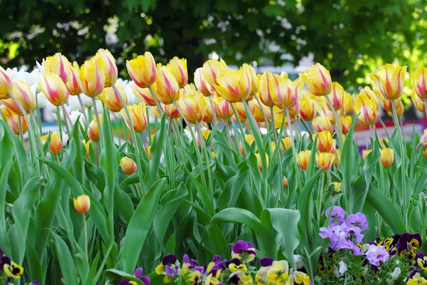 Flamenco tulips flower bed — Stock Photo, Image