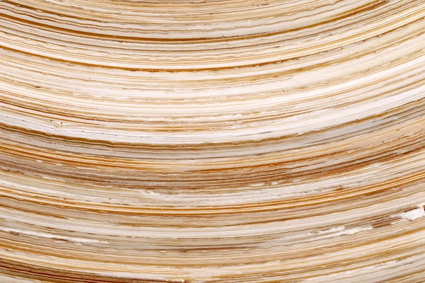 Kronkelende bamboe textuur — Stockfoto