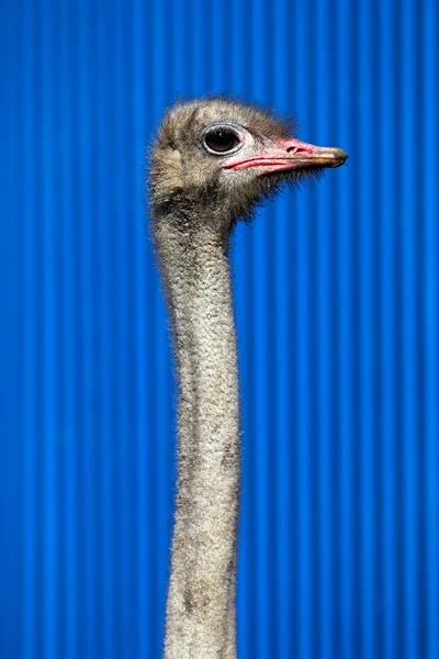 Cabeça de avestruz e pescoço longo — Fotografia de Stock