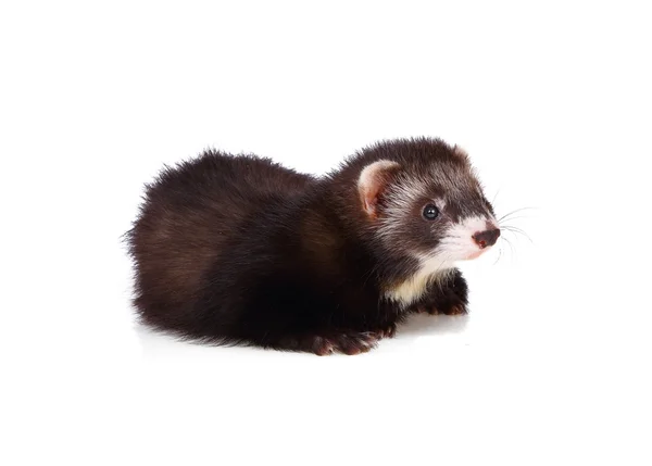 Weinig ferret — Stockfoto