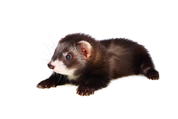 Little ferret — Stock Photo, Image