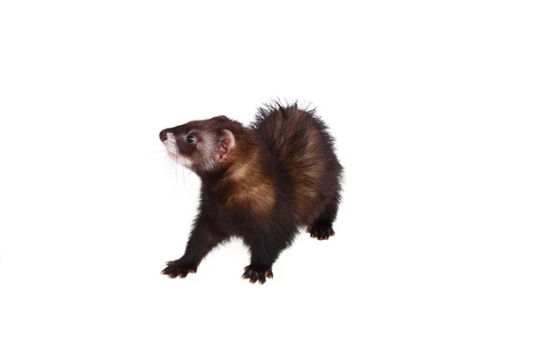 Weinig ferret — Stockfoto