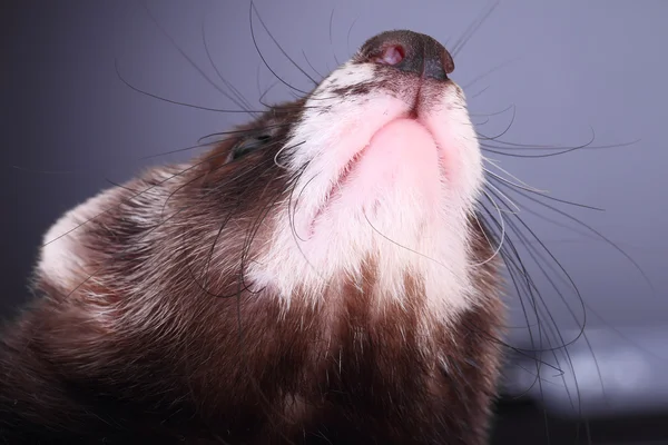 Portret van een weinig ferret — Stockfoto