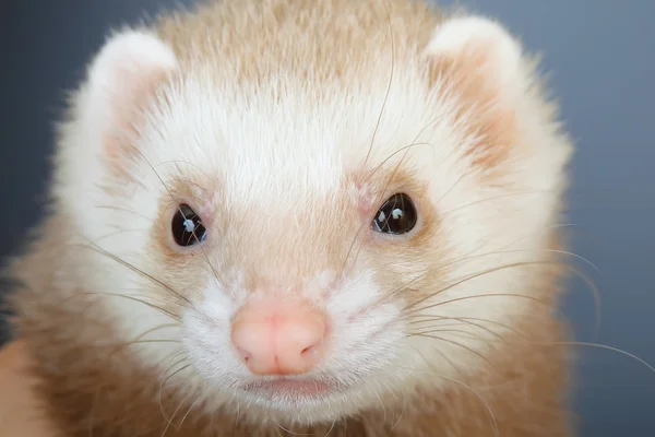 Portrait of pastel ferret — Stock Photo, Image
