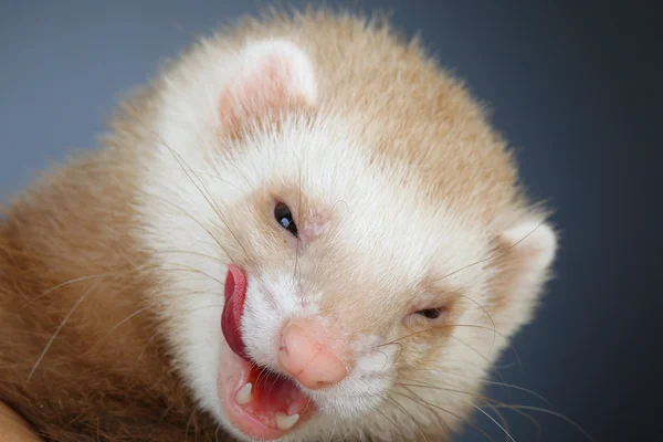 Portrait of pastel ferret — Stock Photo, Image