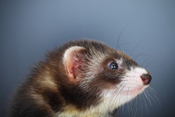 Portrait of young ferret