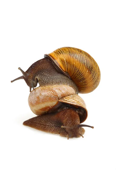 Riding snail — Stock Photo, Image