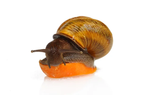 Snail eating carrot — Stock Photo, Image