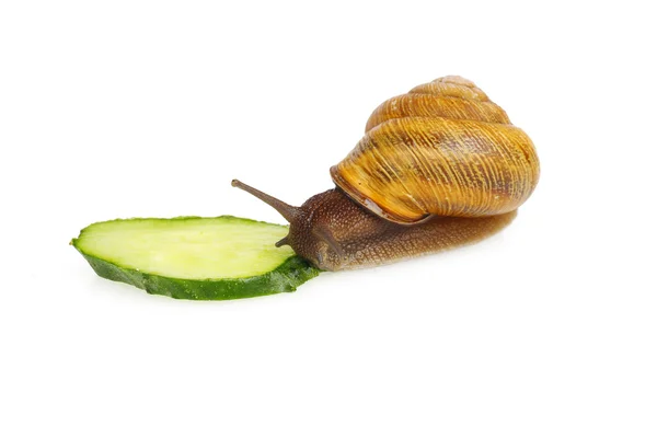 Snail eating cucumber — Stock Photo, Image