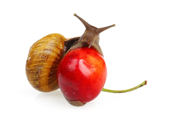 Snail on the sweet cherry — Stock Photo, Image