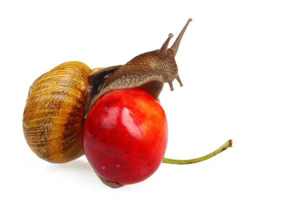 Snail on the sweet cherry — Stock Photo, Image