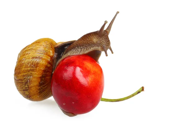 Caracol en la cereza dulce — Foto de Stock