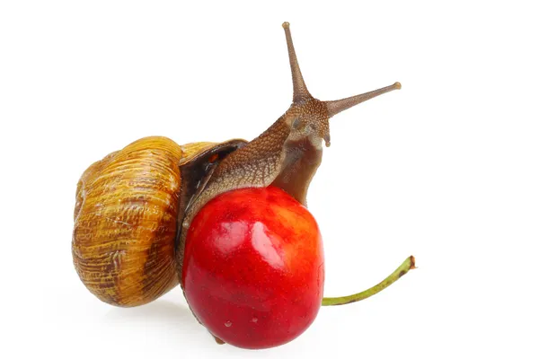 Snail on the sweet cherry — Stock Photo, Image