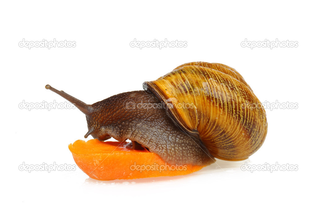Snail eating carrot