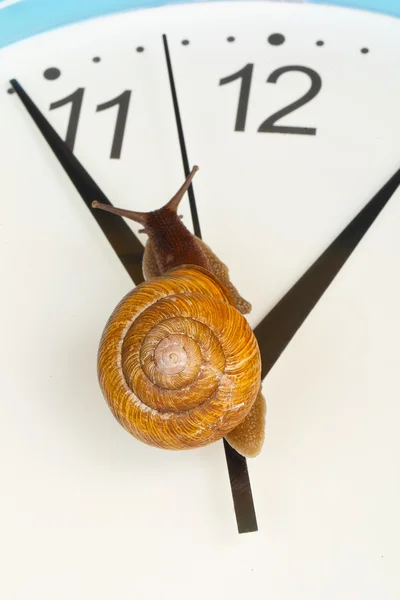Grape snail climbing on a clock — Stock Photo, Image