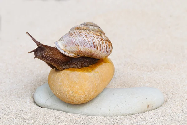 Snail on sand — Stock Photo, Image