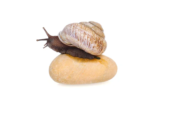 Snail on the stone — Stock Photo, Image
