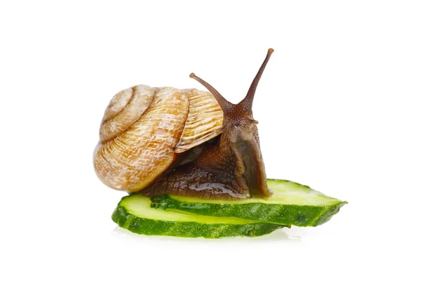 Snail and cucumber — Stock Photo, Image