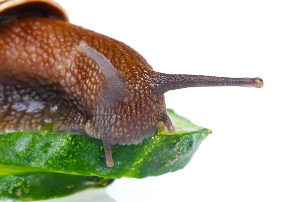 Snail eating cucumber — Stock Photo, Image