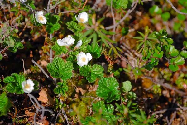 Blossom bergframbozen — Stockfoto