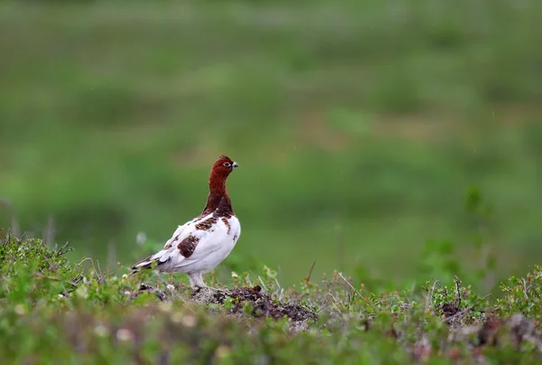 Perdiz ártica macho — Fotografia de Stock